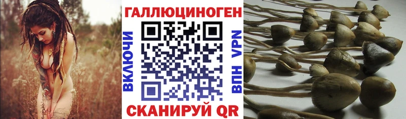 Псилоцибиновые грибы прущие грибы  Галич 